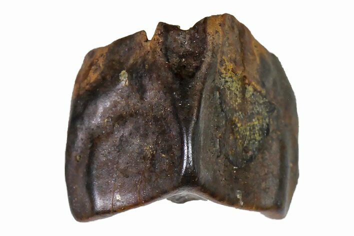 Fossil Hadrosaur (Edmontosaurus) Shed Tooth- Montana #110966